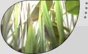 4 IMAGES
